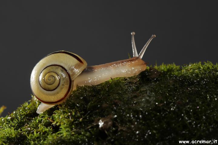 Chiocciola da identificare