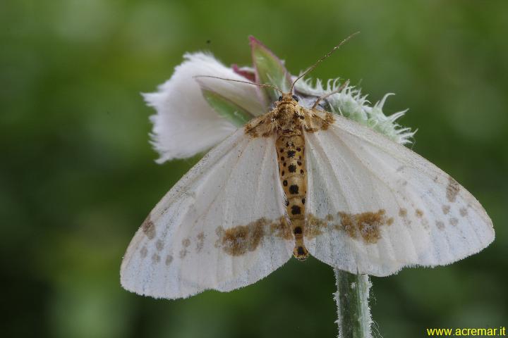 Falena? - Abraxas (Calospilos) pantaria