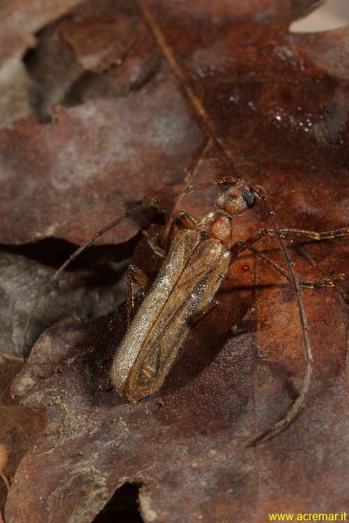 Vesperidae: Vesperus strepens (= (?) ligusticus sensu Vitali)