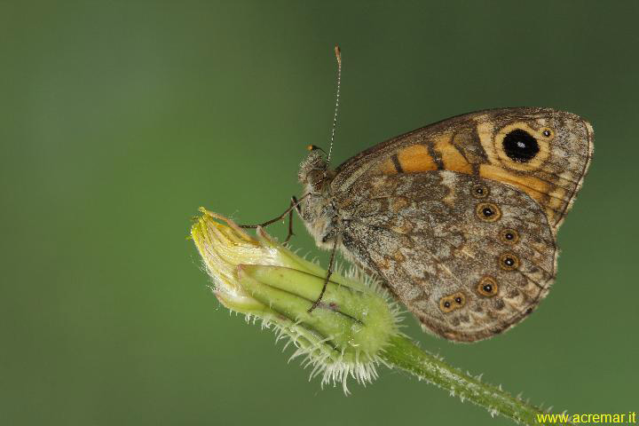 Pararge Petropolitana? - No, Lasiommata megera