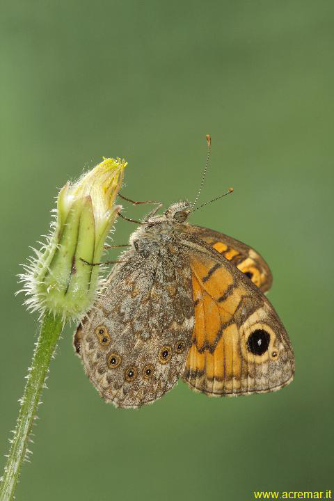 Pararge Petropolitana? - No, Lasiommata megera