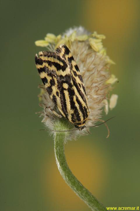 Ancora una falena - Emmelia trabealis