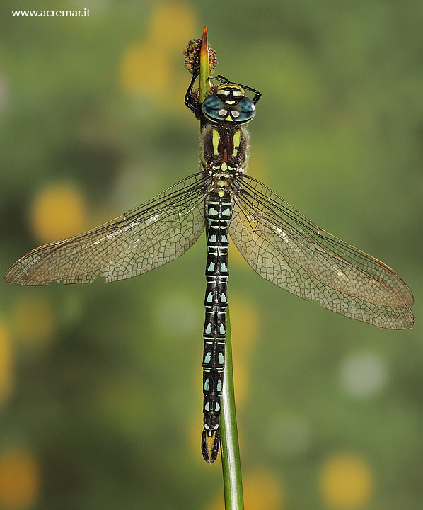 Aeshna affinis ? Brachytron pratense !