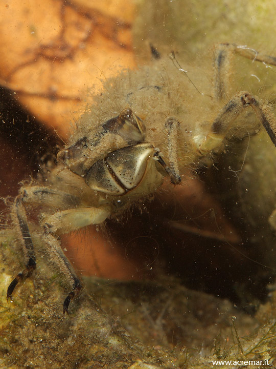 Cordulegastridae? Libellula depressa