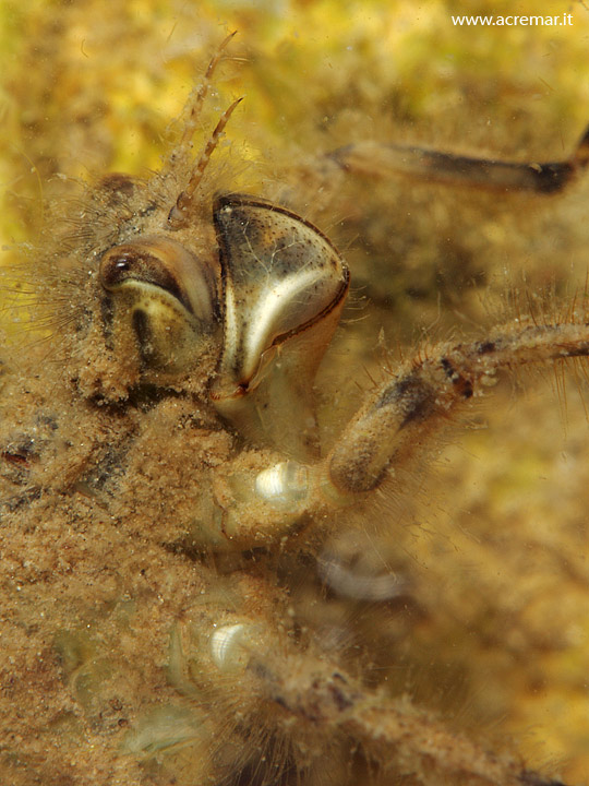 Cordulegastridae? Libellula depressa