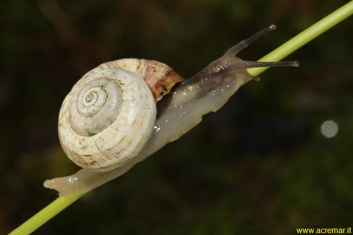 Chiocciola da determinare