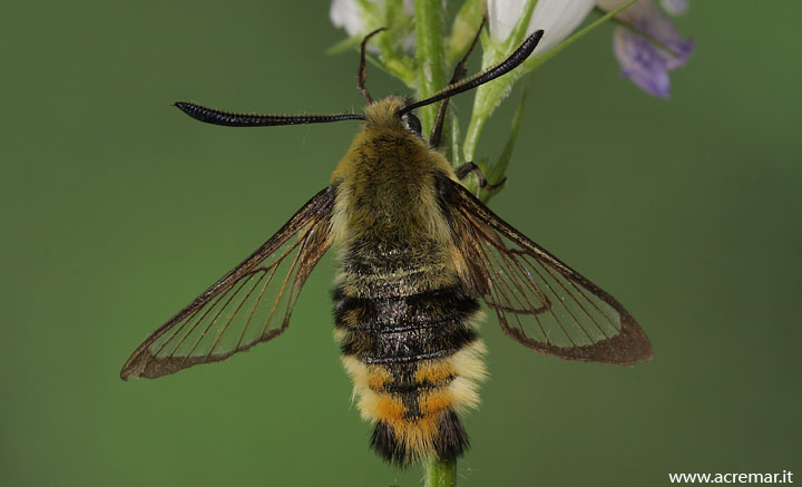 Falena?? - Hemaris tityus