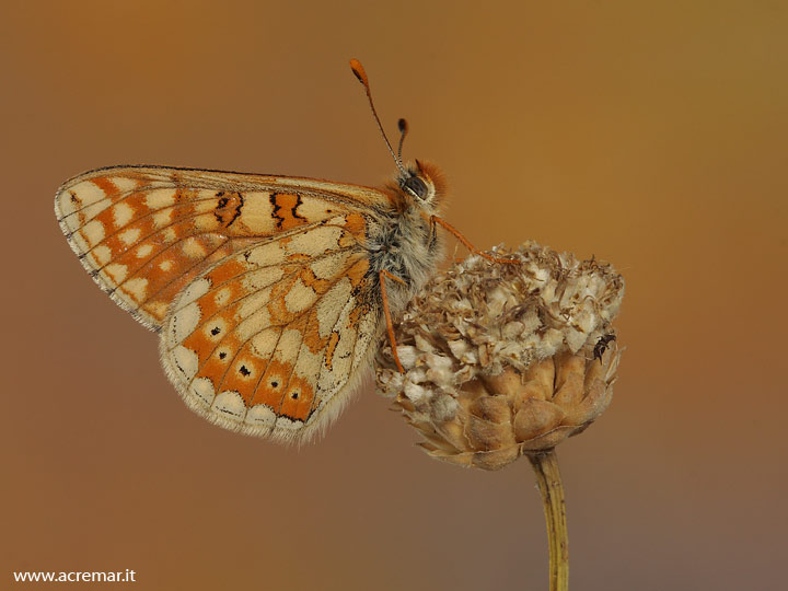 Da identificare - Euphydryas aurinia