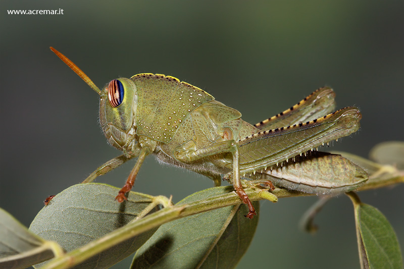 Ninfa di Anacridium aegyptium