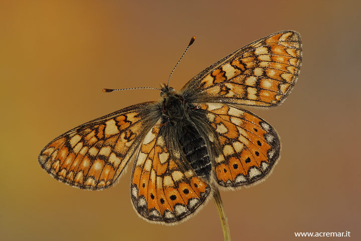 Da identificare 2 - Euphydryas aurinia