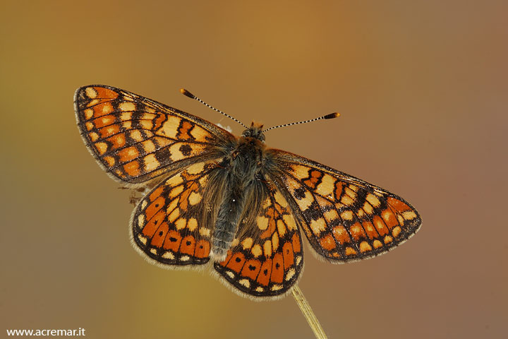 Da identificare - Euphydryas aurinia