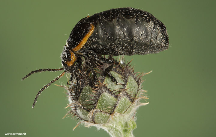 Coleottero??? da identificare: Arima marginata