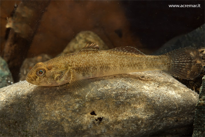 pesce da identificare