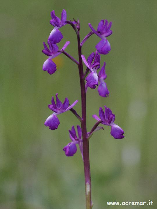 Anacamptis laxiflora / Orchide acquatica