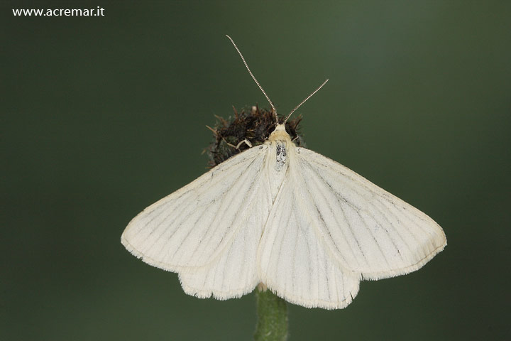 Geometride ? - S, Siona lineata