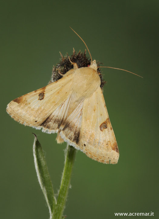 Che falena ? - Heliothis peltigera