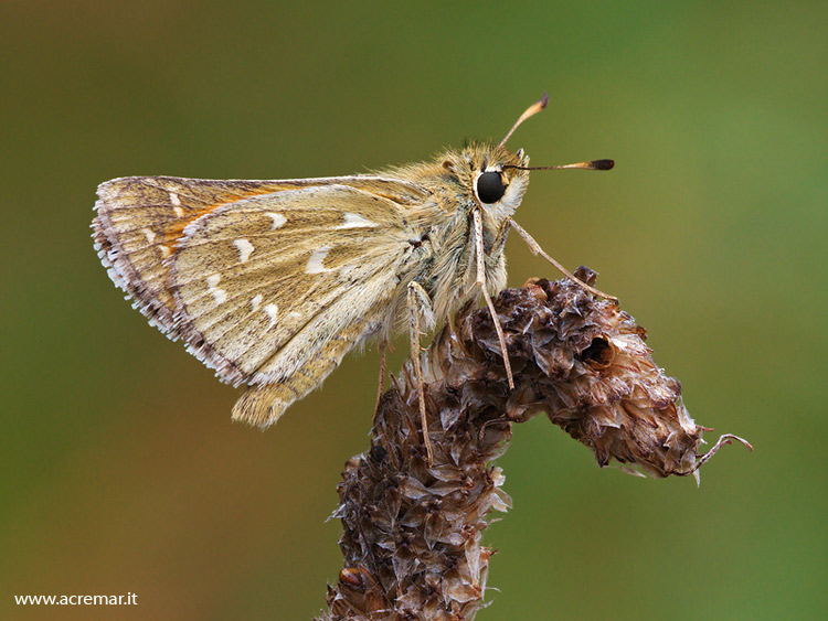 hesperidae - Hesperia comma