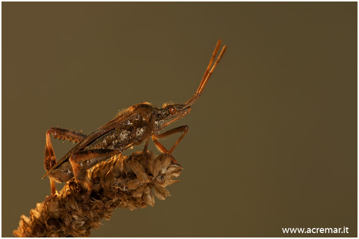 Leptoglossus occidentalis della Liguria