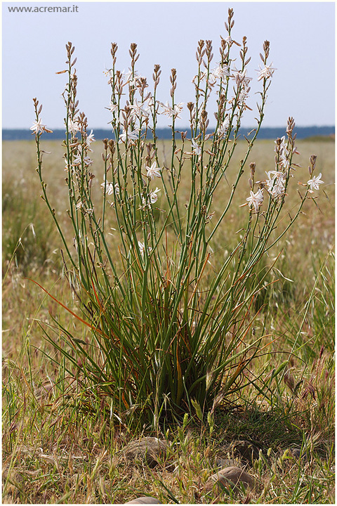 Asphodelus fistulosus