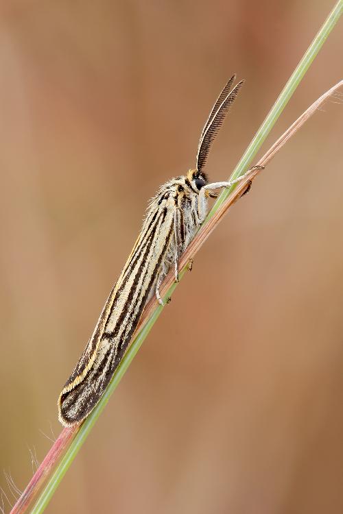 Falena da id - Coscinia striata e Chrysocrambus craterellus