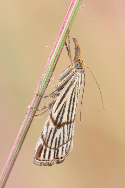 Falena da id - Coscinia striata e Chrysocrambus craterellus