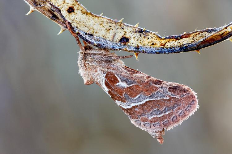 Falena da identificare 2 - Triodia sylvina