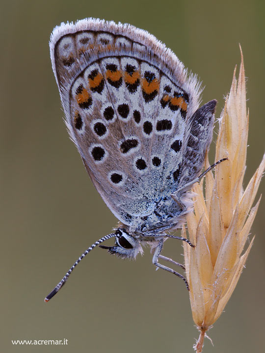 Plebejus argus