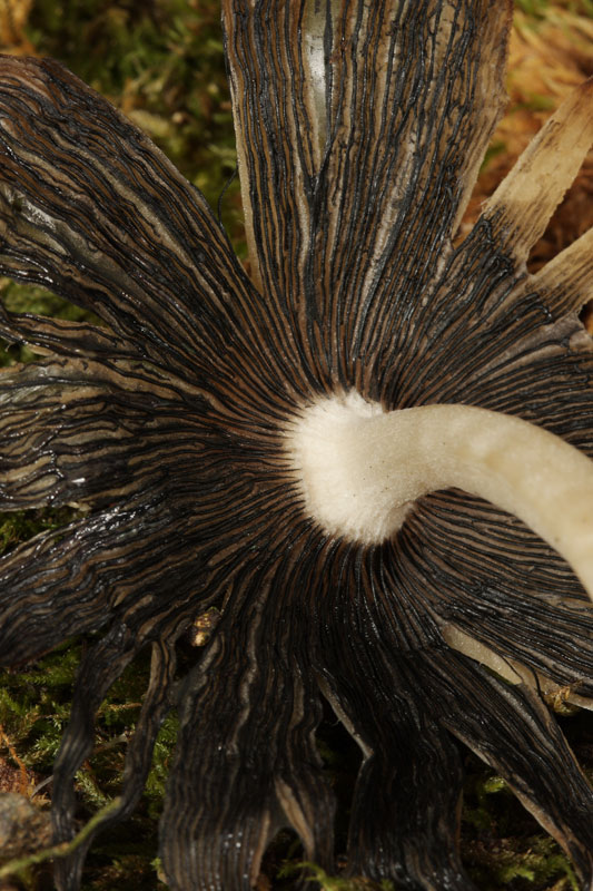 Coprinus ?