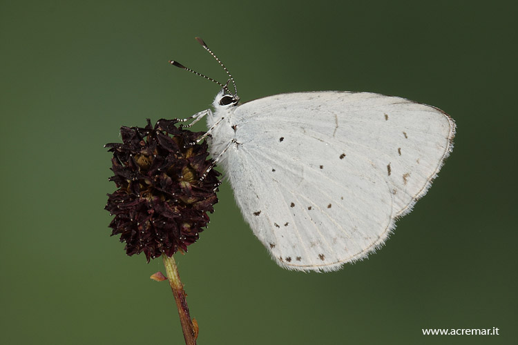 Celastrina argiolus? - S
