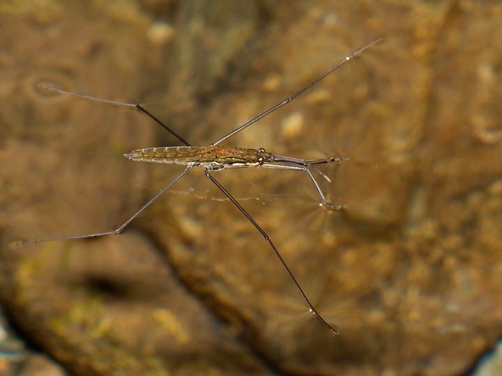 Sull''acqua