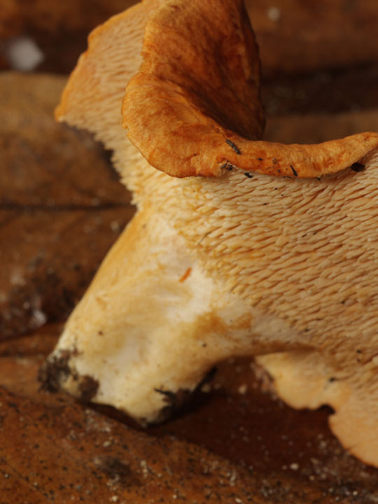 Fungo tra i castagni