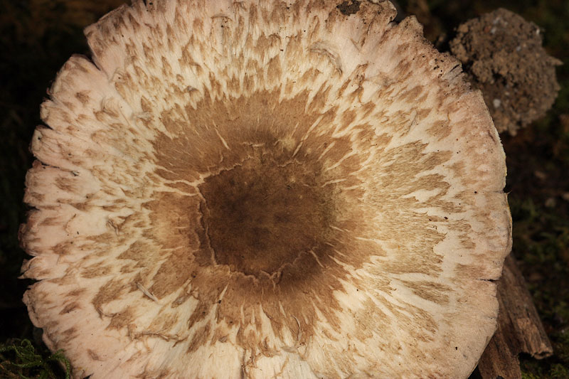 Fungo da identificare 2