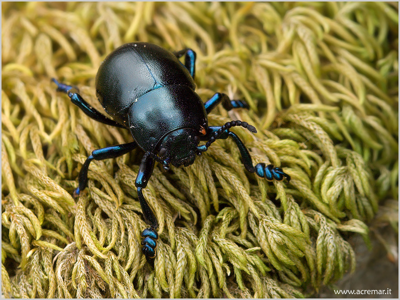 Geotrupidae?         No, Chrysomelidae: Timarcha nicaeensis