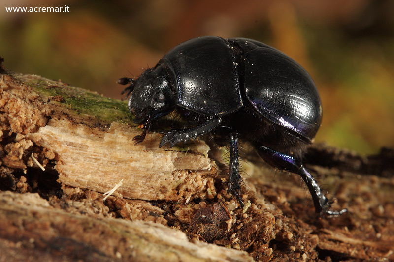 Geotrupes vernalis?