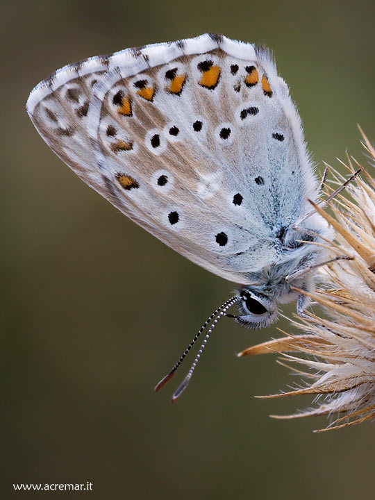 Polyommatus coridon