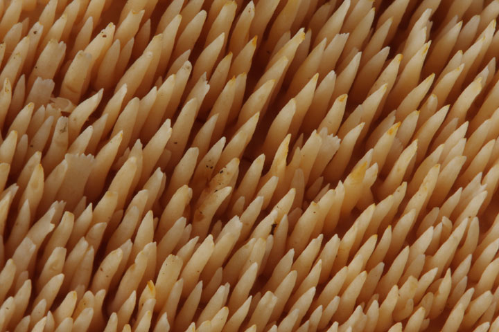 Fungo tra i castagni