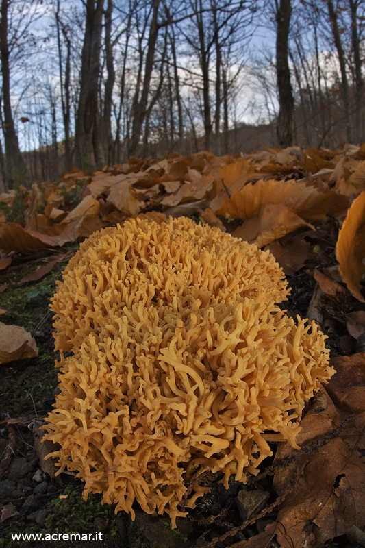 Ramaria ?