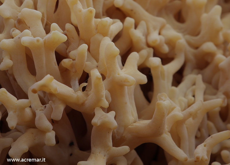 Ramaria ?