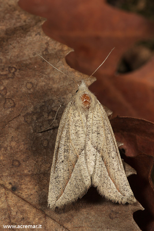 Falena bianca da identificare 2 - Compsoptera opacaria