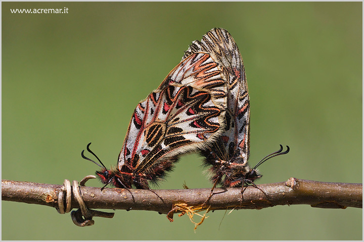 Zerynthia polyxena in accoppiamento