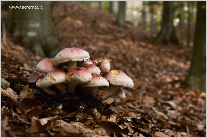 Hypholoma sublateritium