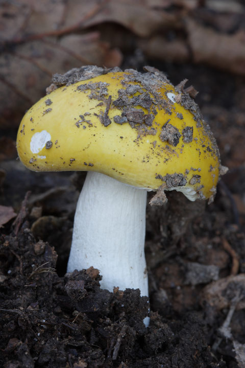 Russula con cappello giallo