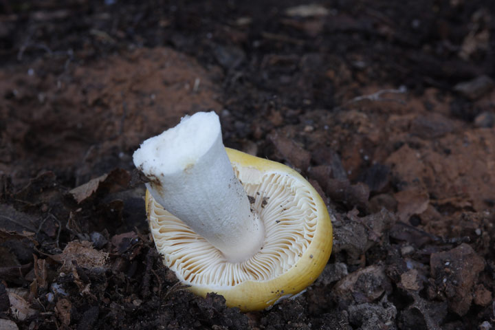 Russula con cappello giallo