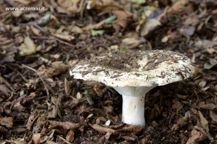 Lactarius?
