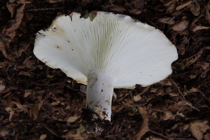 Lactarius?