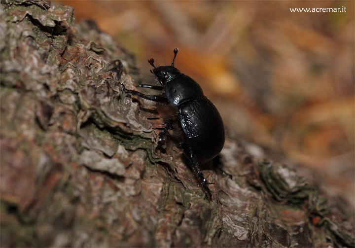 Anoplotrupes stercorosus