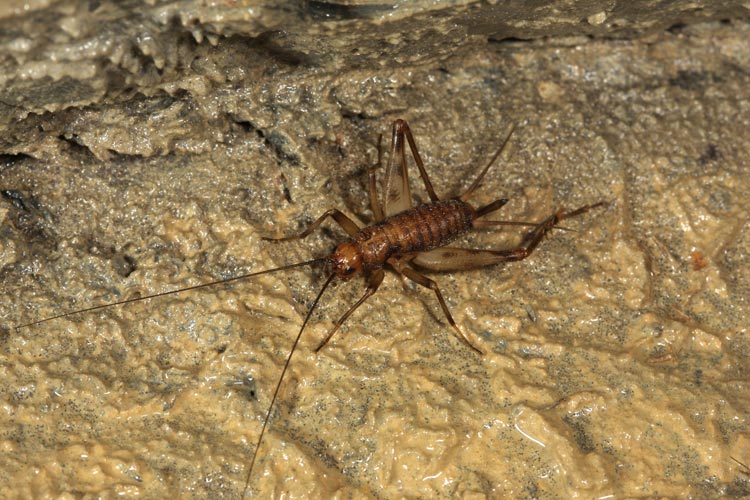 In grotta: Petaloptila andreinii (Gryllidae Gryllomorphinae)