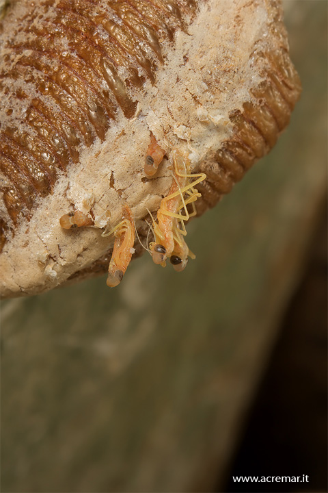 La nascita (Mantis religiosa)
