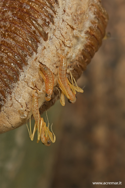 La nascita (Mantis religiosa)