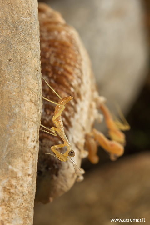 La nascita (Mantis religiosa)